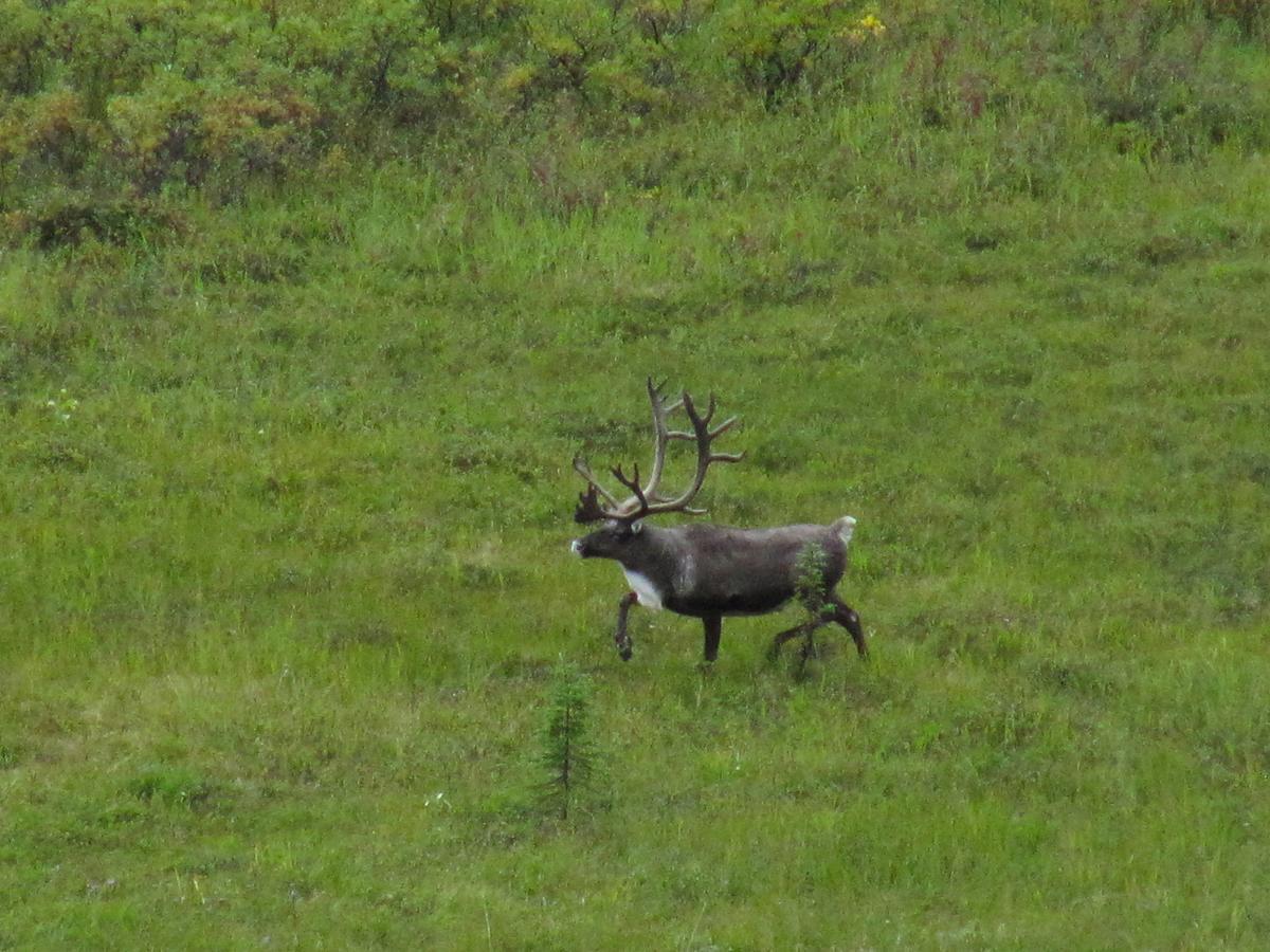 Caribou Lodge Alaska Talkeetna Eksteriør billede