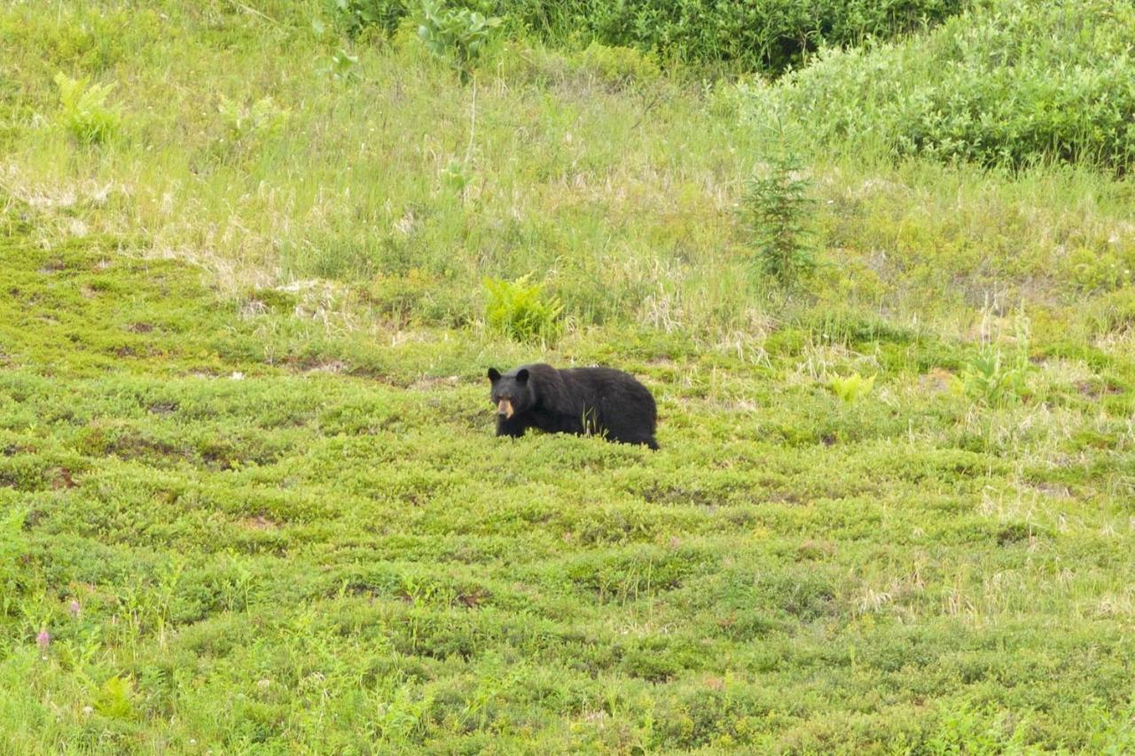 Caribou Lodge Alaska Talkeetna Eksteriør billede