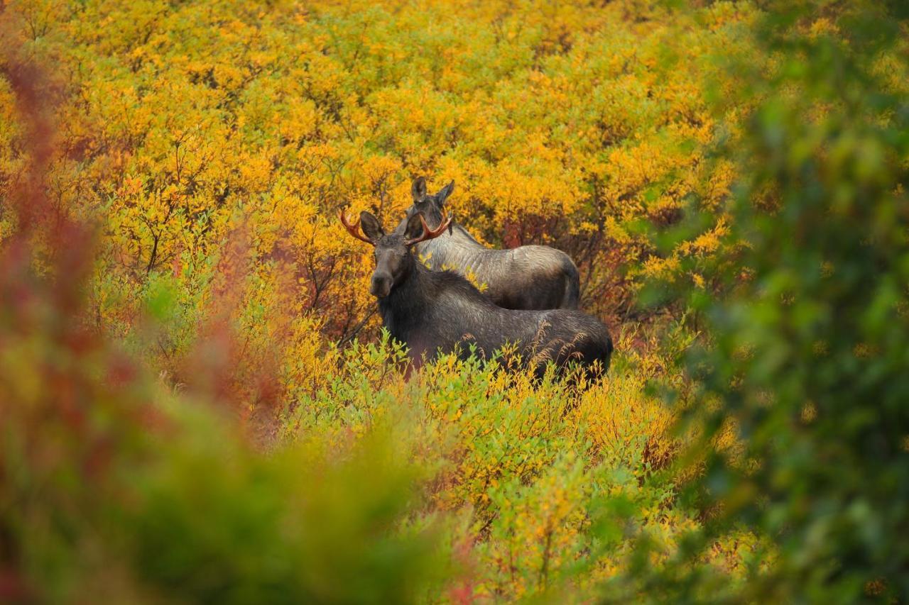 Caribou Lodge Alaska Talkeetna Eksteriør billede