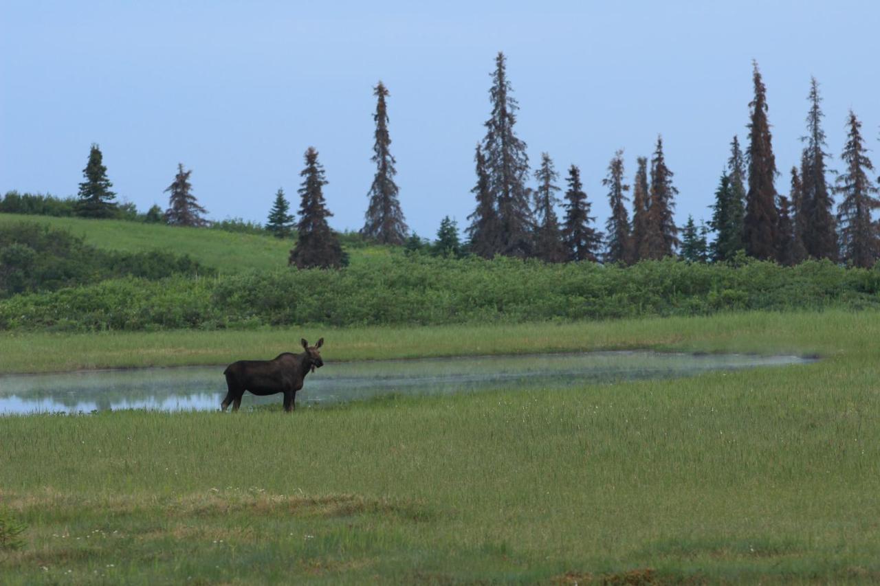 Caribou Lodge Alaska Talkeetna Eksteriør billede